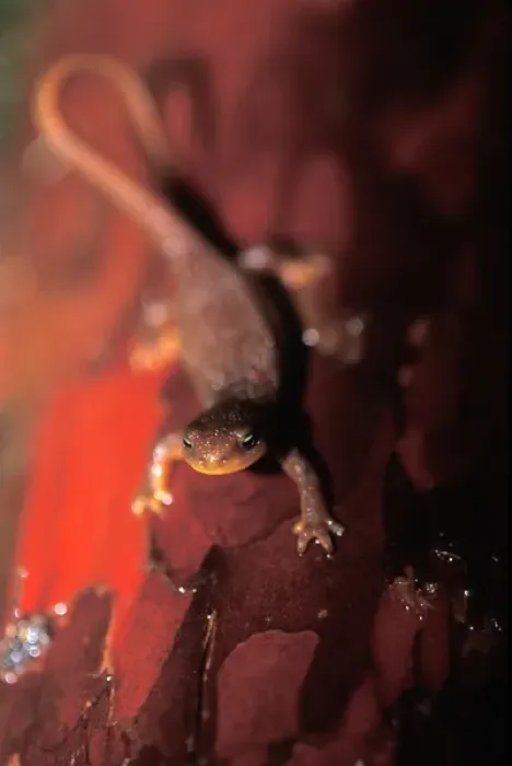 Framed Print : roughskin newt, Taricha granulosa, in a rainforest of the North Cascades National Park