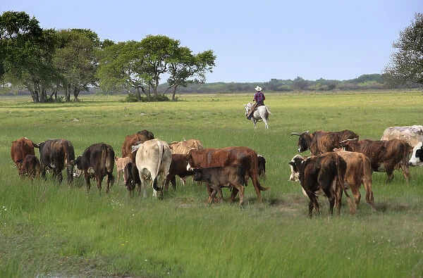 Rounding up of Braford cattle, Seadrift, TX