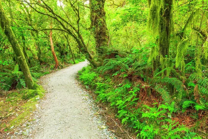 Framed Print : The Routeburn Track, Fiordland National Park, South Island, New Zealand
