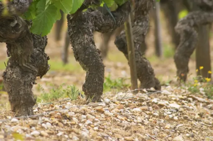 Framed Print : A row of old vines in the typical gravelly sandy Graves soil Chateau Bouscaut Cru