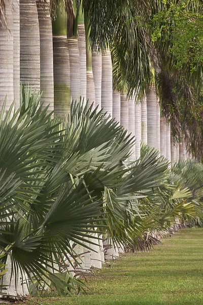 Row of stately Cuban Royal Palm trees Roystonea regia Miami, Florida
