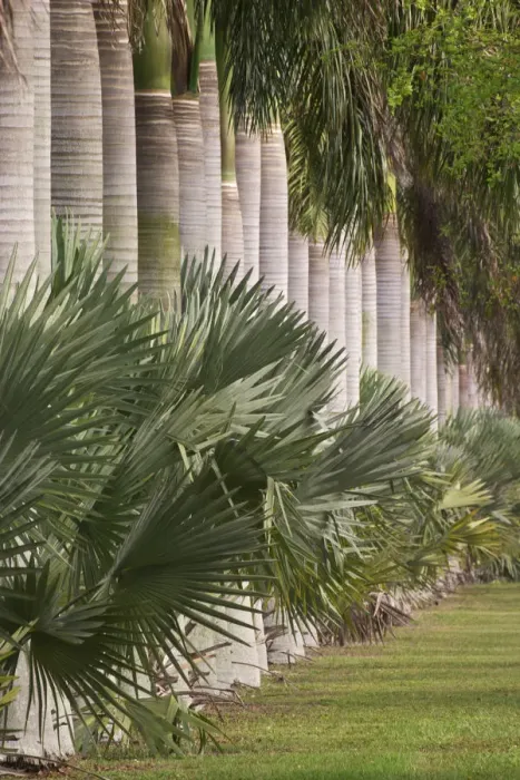 Framed Print : Row of stately Cuban Royal Palm trees Roystonea regia Miami, Florida Framed Print : Row of stately Cuban Royal Palm trees Roystonea regia Miami, Florida