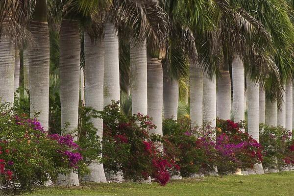 Row of stately Cuban Royal Palms Roystonea regia Bougainvilleas flowers