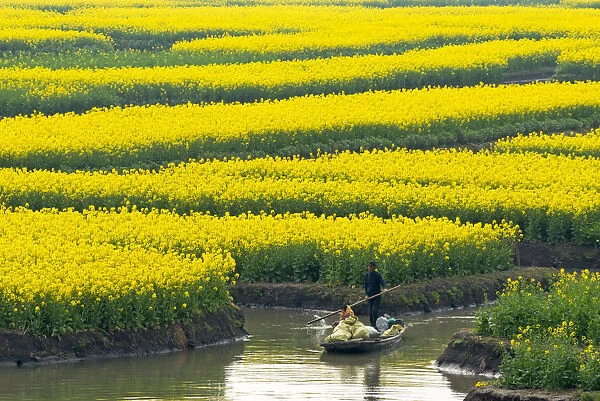 Rowing boat on river through Thousand-Islet canola flower fields, Xinghua, Jiangsu Province