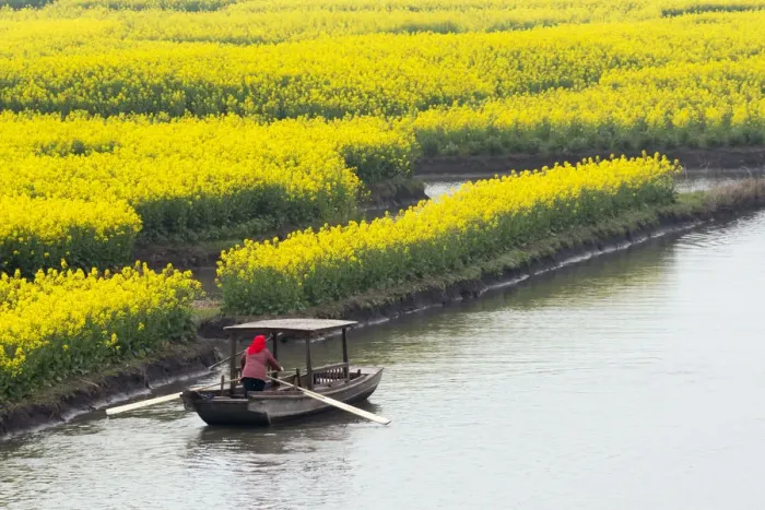 Framed Print : Rowing boat on river through Thousand-Islet canola flower fields, Xinghua, Jiangsu Province Framed Print : Rowing boat on river through Thousand-Islet canola flower fields, Xinghua, Jiangsu Province