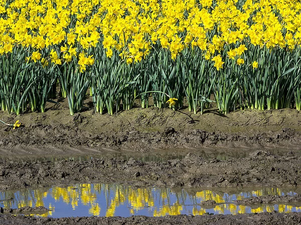 Rows of daffodils in reflection