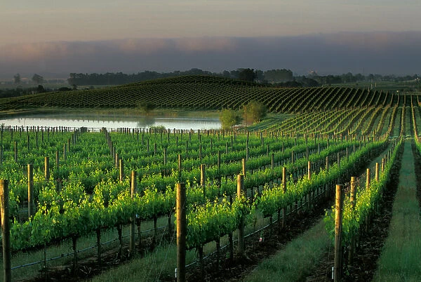 Rows of grape vines in the scenic Napa Valley wine country, in California