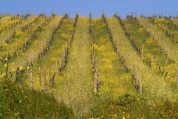 Rows of vines with yellow and white mustard flowers, in a vineyard between Panzano