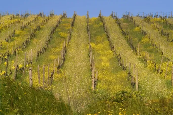 Framed Print : Rows of vines with yellow and white mustard flowers, in a vineyard between Panzano Framed Print : Rows of vines with yellow and white mustard flowers, in a vineyard between Panzano