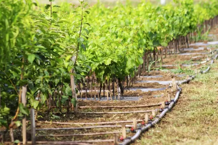 Framed Print : Rows of young vines. Fidal vine nursery and winery, Zejmen, Lezhe. Albania, Balkan Framed Print : Rows of young vines. Fidal vine nursery and winery, Zejmen, Lezhe. Albania, Balkan