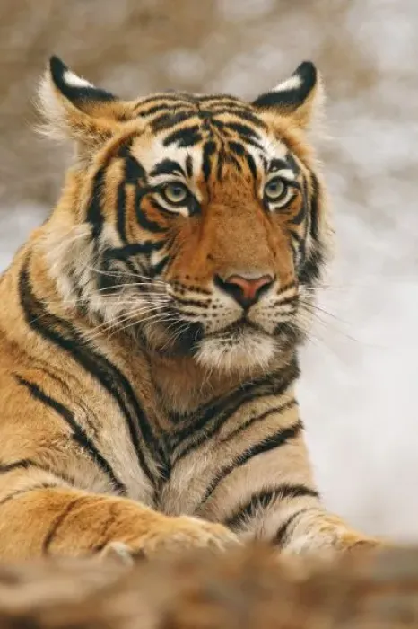 Framed Print : Royal Bengal Tiger Framed Print : Royal Bengal Tiger