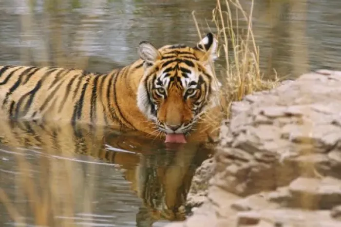 Framed Print : Royal Bengal Tiger