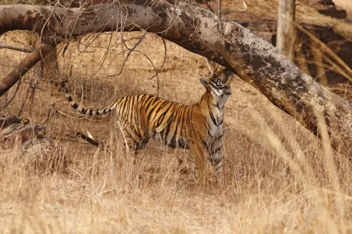Framed Print : Royal Bengal Tiger catching the scent, Ranthambhor National Park, India
