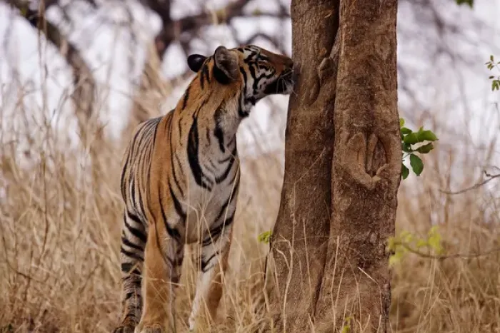 Framed Print : Royal Bengal Tiger, catching the scent, Tadoba Andheri Tiger Reserve, India