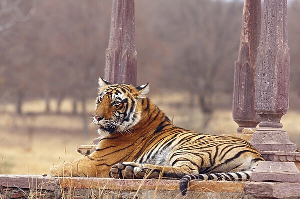 Royal Bengal Tiger at the cenotaph, Ranthambhor National Park, India