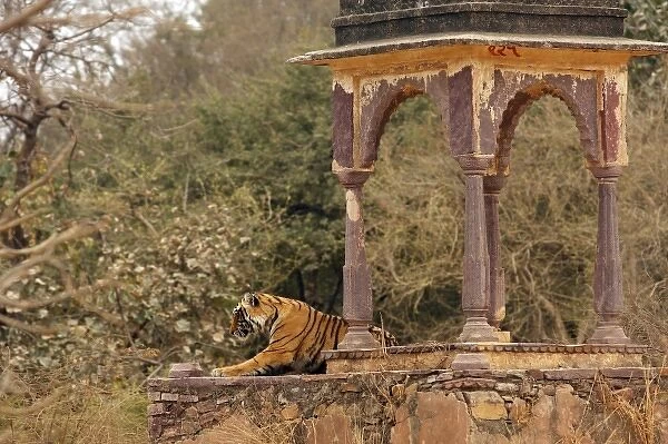 Royal Bengal Tiger at cenotaph, Ranthambhor National Park, India