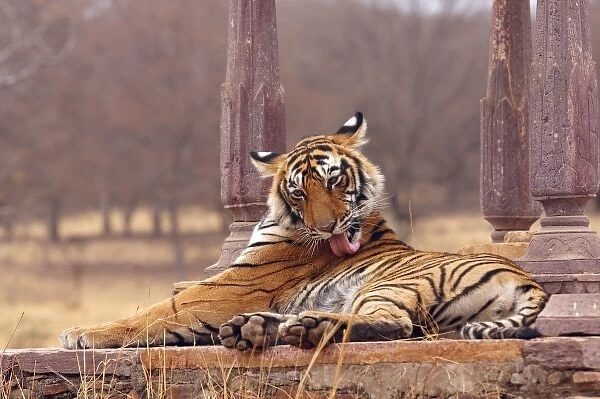 Royal Bengal Tiger at the cenotaph, Ranthambhor National Park, India