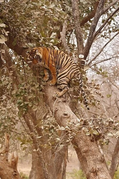Royal Bengal Tiger climbing up the tree, Ranthambhor National Park, India