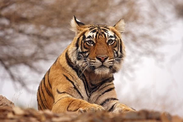 Royal Bengal Tiger  Tiger, Tiger wallpaper, Tiger photography