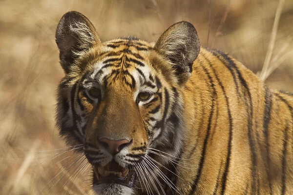 Royal Bengal Tiger, a close up, Tadoba Andheri Tiger Reserve, India