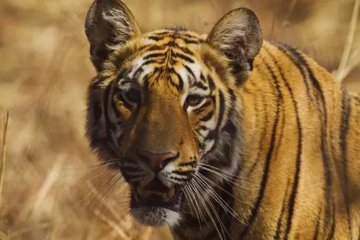 Framed Print : Royal Bengal Tiger, a close up, Tadoba Andheri Tiger Reserve, India Framed Print : Royal Bengal Tiger, a close up, Tadoba Andheri Tiger Reserve, India