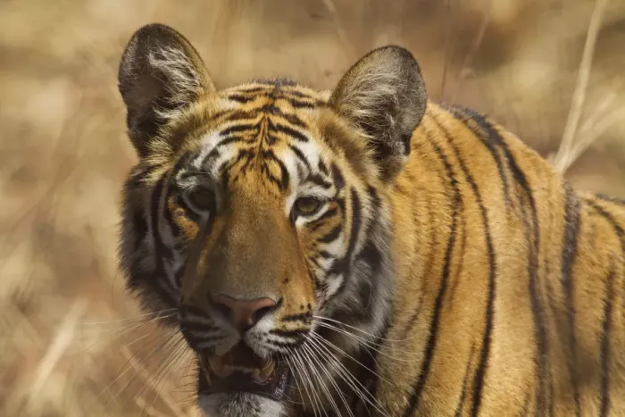 Framed Print : Royal Bengal Tiger, a close up, Tadoba Andheri Tiger Reserve, India