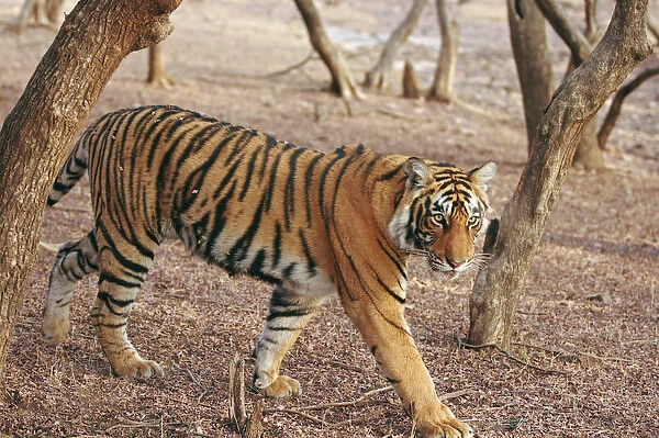Royal Bengal Tiger coming out of woodland, Ranthambhor National Park, India
