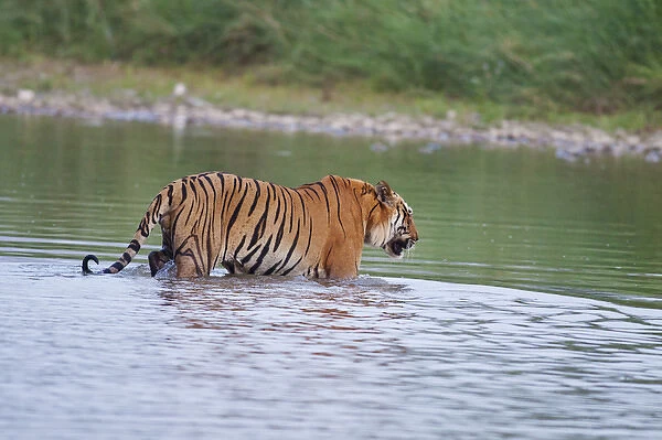 Royal Bengal Tiger, crossing the river Ramganga