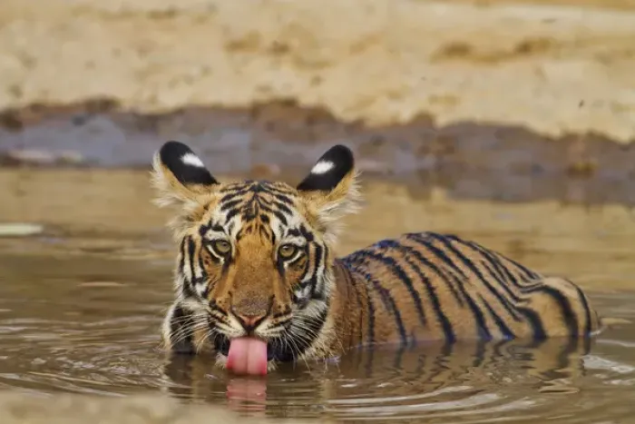 Framed Print : Royal Bengal Tiger cub, drinking water in the waterhole, Tadoba Andheri Tiger Reserve Framed Print : Royal Bengal Tiger cub, drinking water in the waterhole, Tadoba Andheri Tiger Reserve
