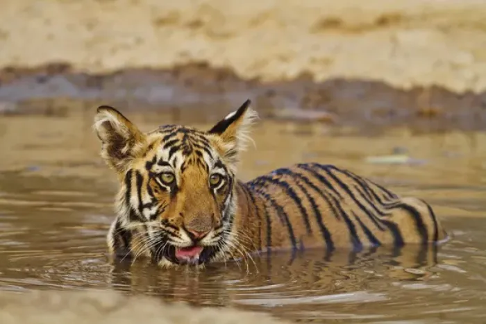 Framed Print : Royal Bengal Tiger cub, drinking water in the waterhole, Tadoba Andheri Tiger Reserve