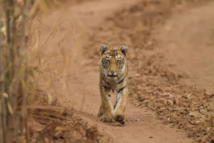 Framed Print : Royal Bengal Tiger cub on the move, Tadoba Andheri Tiger Reserve, India Framed Print : Royal Bengal Tiger cub on the move, Tadoba Andheri Tiger Reserve, India
