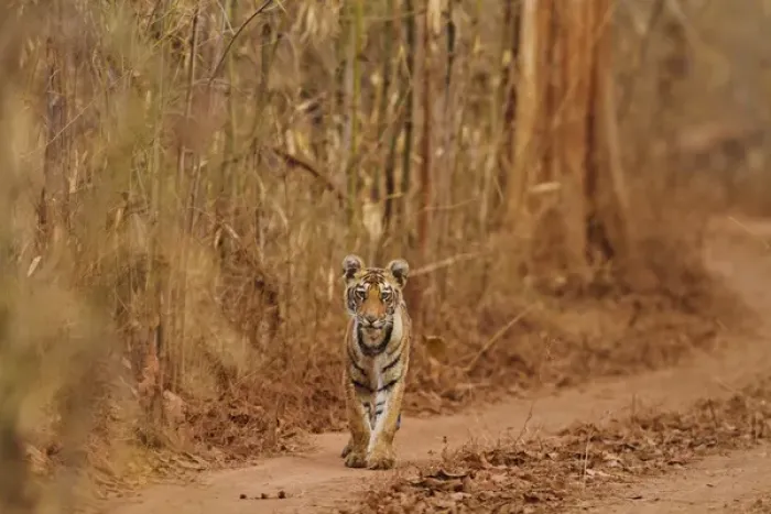 Framed Print : Royal Bengal Tiger cub on the move, Tadoba Andheri Tiger Reserve, India Framed Print : Royal Bengal Tiger cub on the move, Tadoba Andheri Tiger Reserve, India