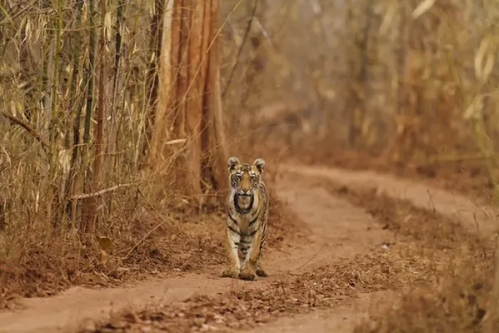 Framed Print : Royal Bengal Tiger cub on the move, Tadoba Andheri Tiger Reserve, India Framed Print : Royal Bengal Tiger cub on the move, Tadoba Andheri Tiger Reserve, India