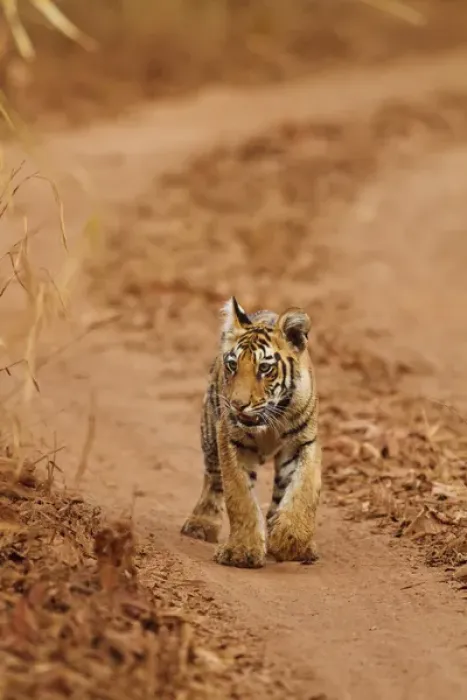 Framed Print : Royal Bengal Tiger cub on the move, Tadoba Andheri Tiger Reserve, India Framed Print : Royal Bengal Tiger cub on the move, Tadoba Andheri Tiger Reserve, India
