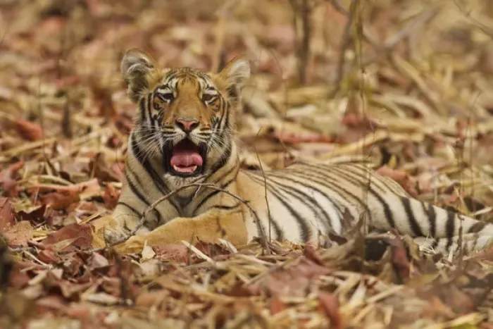 Framed Print : Royal Bengal Tiger cub yawning, Tadoba Andheri Tiger Reserve, India Framed Print : Royal Bengal Tiger cub yawning, Tadoba Andheri Tiger Reserve, India