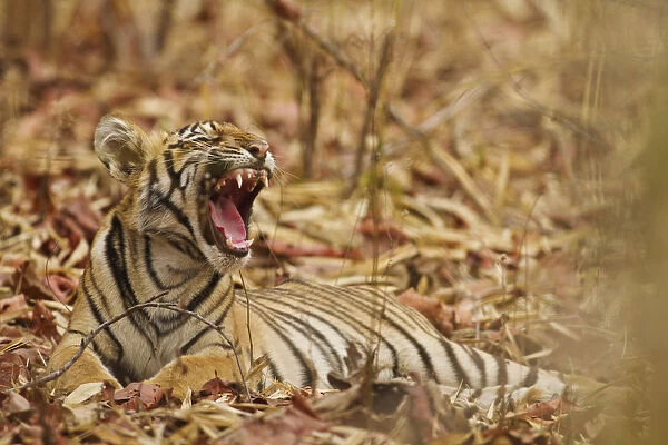 Royal Bengal Tiger cub yawning, Tadoba Andheri Tiger Reserve, India