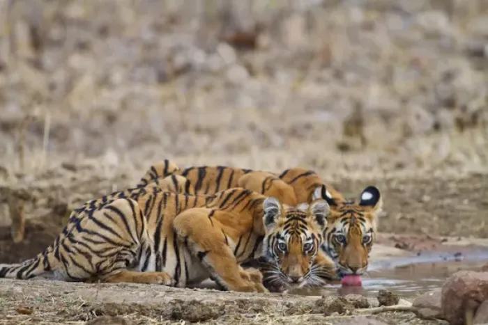 Framed Print : Royal Bengal Tiger cubs at the waterhole, Tadoba Andheri Tiger Reserve, India Framed Print : Royal Bengal Tiger cubs at the waterhole, Tadoba Andheri Tiger Reserve, India