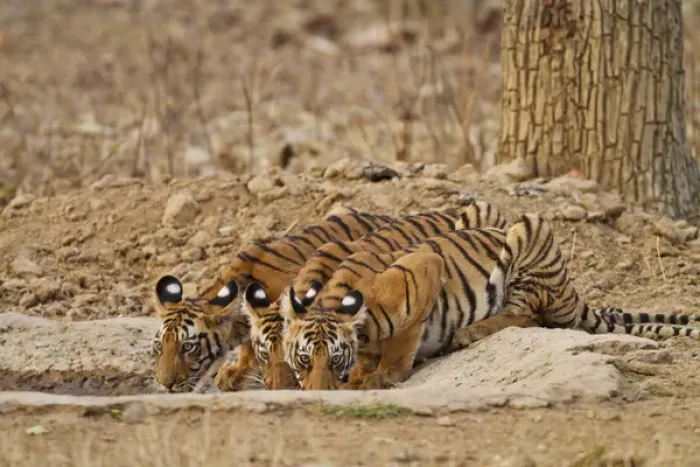 Framed Print : Royal Bengal Tiger cubs at the waterhole, Tadoba Andheri Tiger Reserve, India