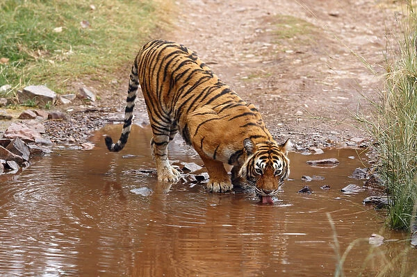 Royal Bengal Tiger drinking water at the rain-filled poodle, Ranthambhor National Park