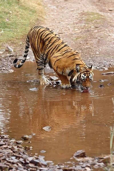 Royal Bengal Tiger drinking water at the rain-filled poodle, Ranthambhor National Park, India