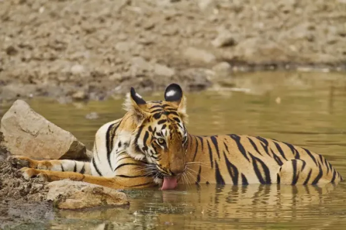 Framed Print : Royal Bengal Tiger, drinking at the waterhole, Tadoba Andheri Tiger Reserve, India Framed Print : Royal Bengal Tiger, drinking at the waterhole, Tadoba Andheri Tiger Reserve, India