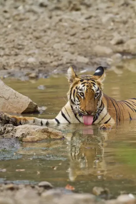 Framed Print : Royal Bengal Tiger, drinking at the waterhole, Tadoba Andheri Tiger Reserve, India