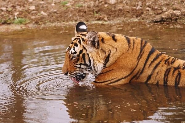 Royal Bengal Tiger drnking water in the jungle pond, Ranthambhor National Park, India