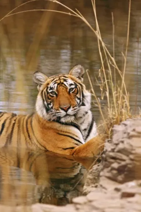 Framed Print : Royal Bengal Tiger in the forest pond, Ranthambhor National Park, India
