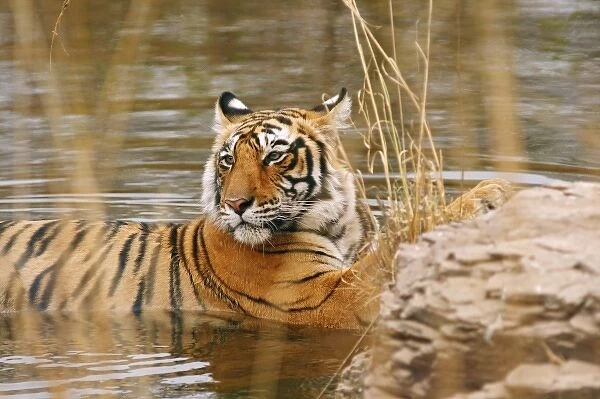 Royal Bengal Tiger in the forest pond, Ranthambhor National Park, India