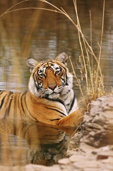 Royal Bengal Tiger in the forest pond, Ranthambhor National Park, India