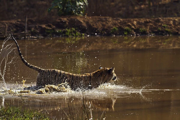 Royal Bengal Tiger, having fun in the jungle pond, Tadoba Andheri Tiger Reserve, India