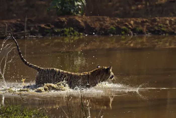 Framed Print : Royal Bengal Tiger, having fun in the jungle pond, Tadoba Andheri Tiger Reserve, India