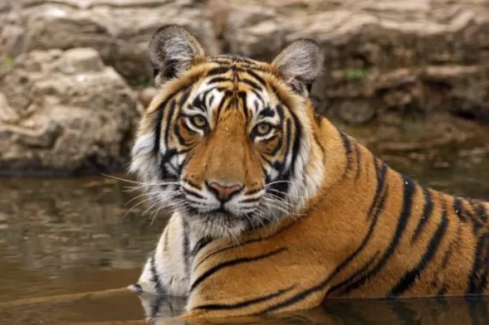 Framed Print : Royal Bengal Tiger in the jungle pond, Ranthambhor National Park, India Framed Print : Royal Bengal Tiger in the jungle pond, Ranthambhor National Park, India