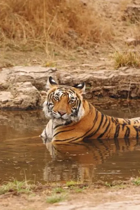 Framed Print : Royal Bengal Tiger in the jungle pond, Ranthambhor National Park, India Framed Print : Royal Bengal Tiger in the jungle pond, Ranthambhor National Park, India